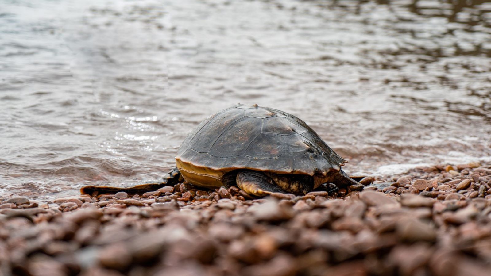 Tortue Lily remise a l_eau©Esterel Cote dAzur