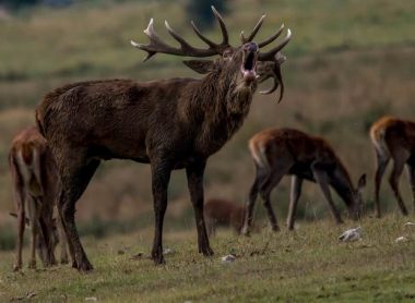 La faune de l’Estérel
