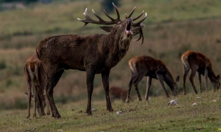 La faune de l’Estérel