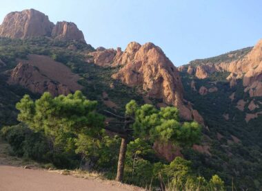 La flore de l’Estérel