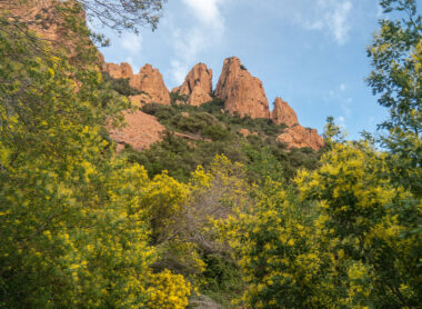 Le mimosa en Estérel Côte d’Azur