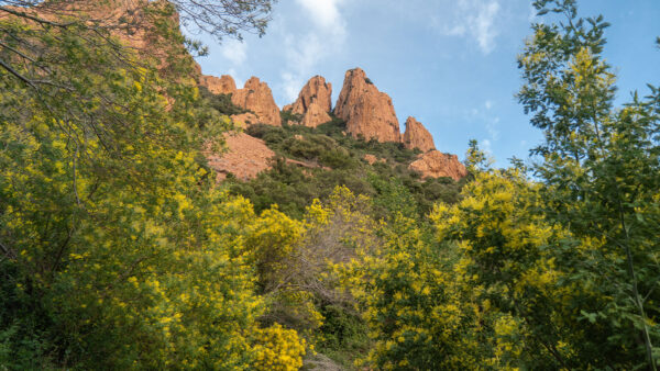 Le mimosa en Estérel Côte d’Azur
