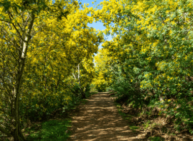 Les plus beaux itinéraires pour explorer la magie du mimosa