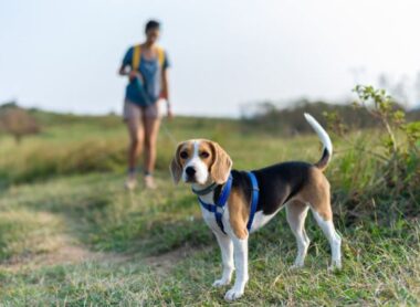Les balades dog-friendly en Estérel Côte d’Azur : 5 circuits avec son chien