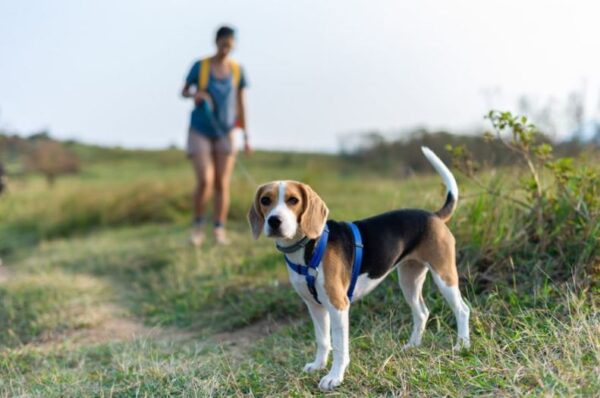 Les balades dog-friendly en Estérel Côte d’Azur : 5 circuits avec son chien