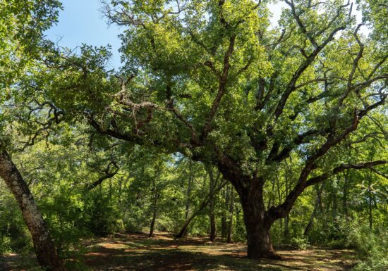 Circuit VTT : Cross-Country du Défens