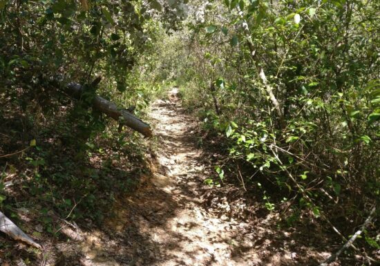 Trail – Parcours NaturaTrail du Pays de Fayence (21km)