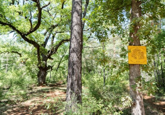 Circuit VTT : Les chênes centenaires