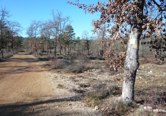 Circuit VTT : Les chênes centenaires