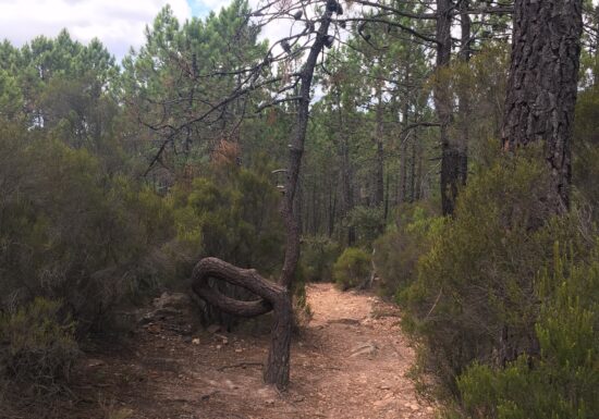 Promenade  La Pierre du Coucou – Bagnols-en-Forêt
