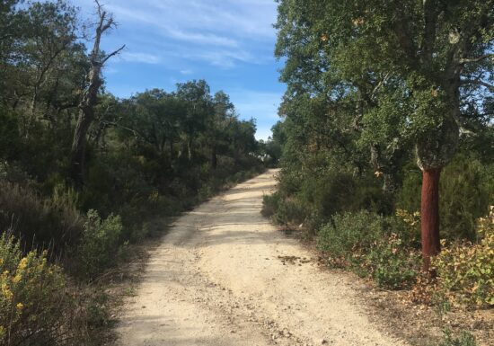 Promenade : La Forêt Royale – Saint-Paul-en-Forêt
