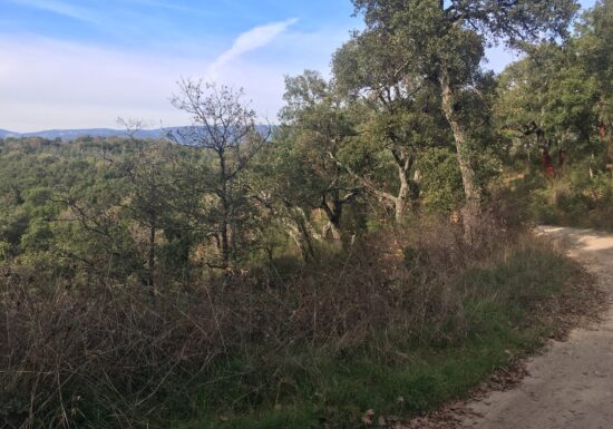 Promenade : La Forêt Royale – Saint-Paul-en-Forêt