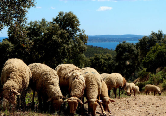 Randonnée Vallon de la Gaillarde