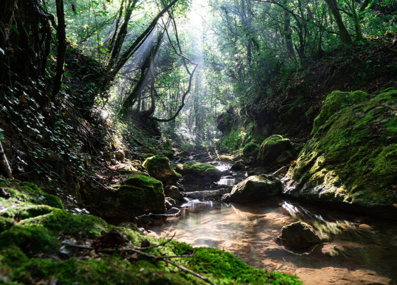 Randonnée : Cascade de Gourbachin – Bagnols-en-forêt
