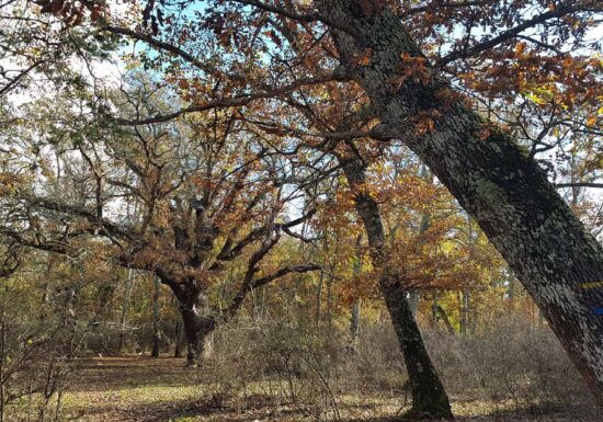 Circuit VTT : VTT Sous tension