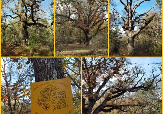 Circuit VTT : Les chênes centenaires