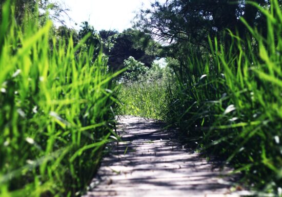 Randonnée : Les Étangs de Villepey