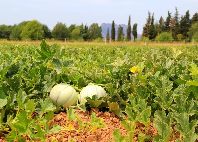 Les Producteurs de la Grande Bastide