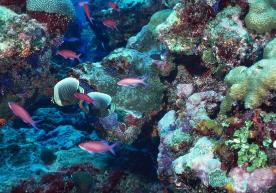 Randonnée palmée avec moniteur