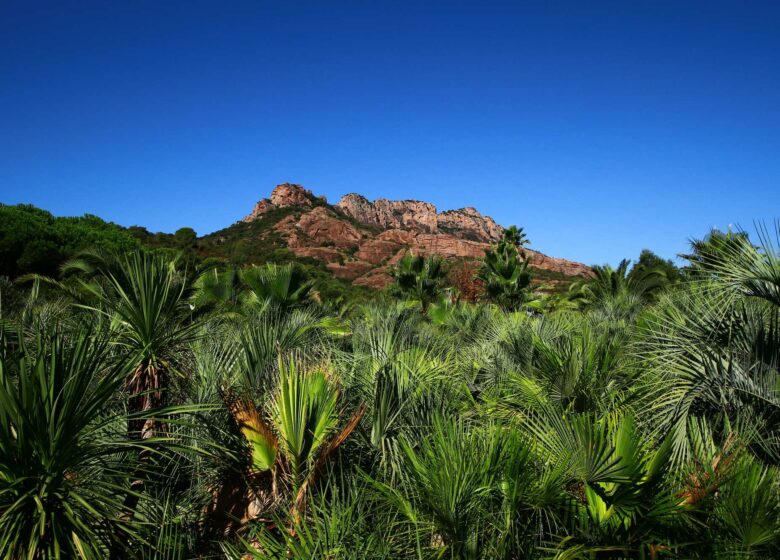 Tropicana Flore