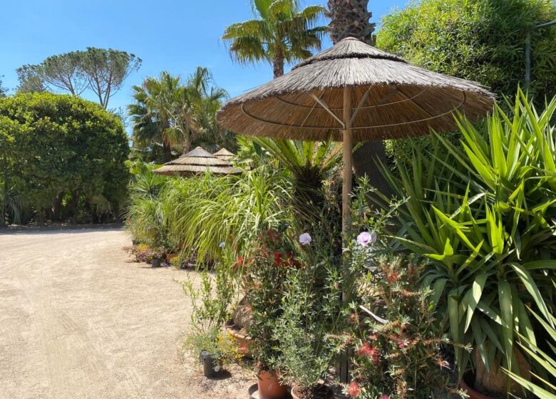 Tropicana Flore
