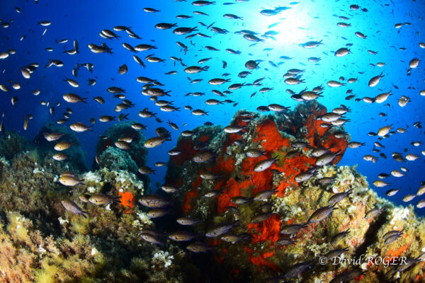 Club sous l’eau