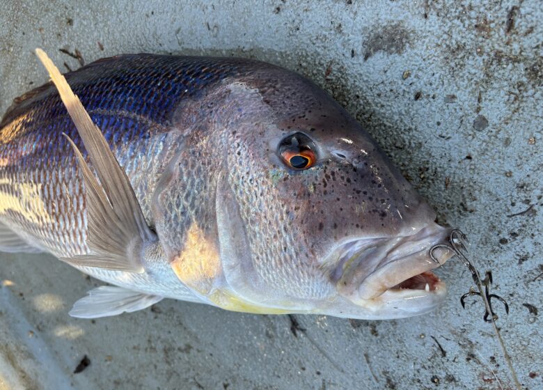 Pescatourisme