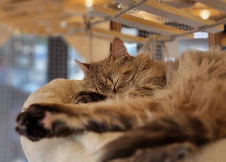Le Miaou Miaou – Bar à Chats – Bananabeachcafe