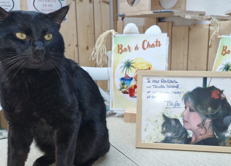 Le Miaou Miaou – Bar à Chats – Bananabeachcafe