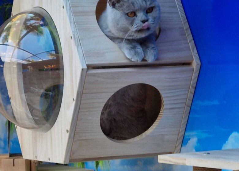 Le Miaou Miaou – Bar à Chats – Bananabeachcafe