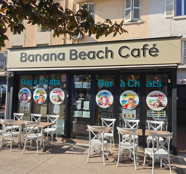 Le Miaou Miaou – Bar à Chats – Bananabeachcafe