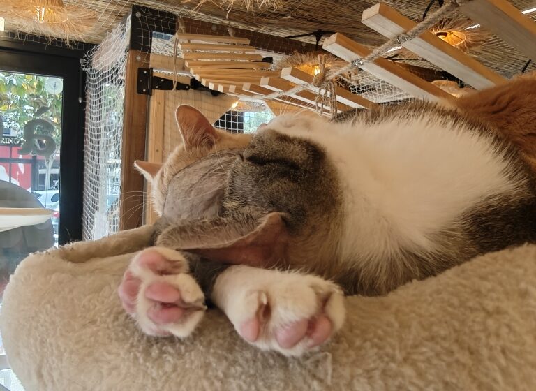 Le Miaou Miaou – Bar à Chats – Bananabeachcafe