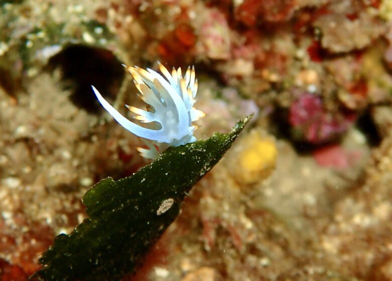 Vitaminsea diving