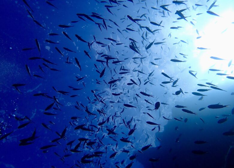 Vitaminsea diving