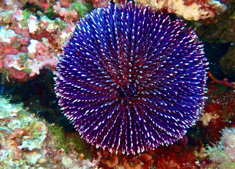 Vitaminsea diving