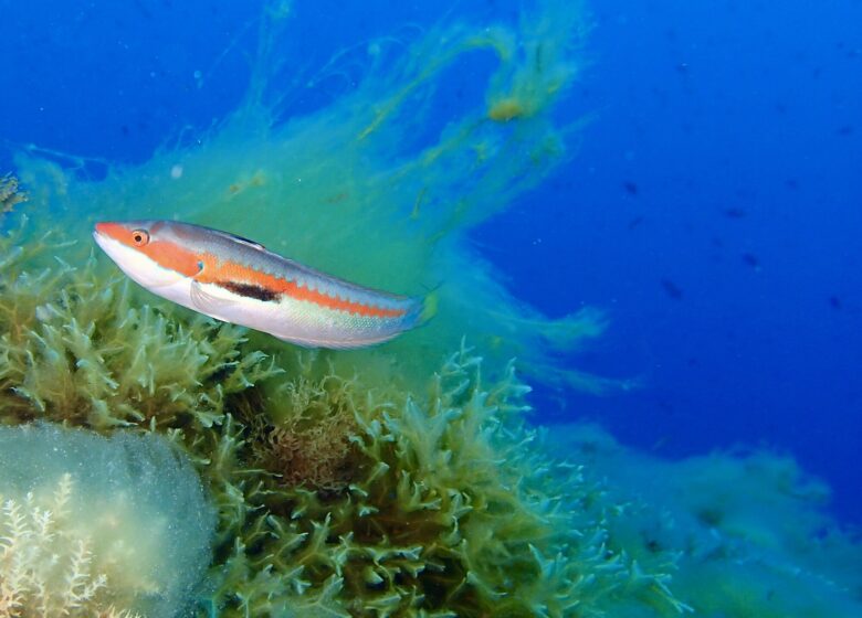 Vitaminsea diving