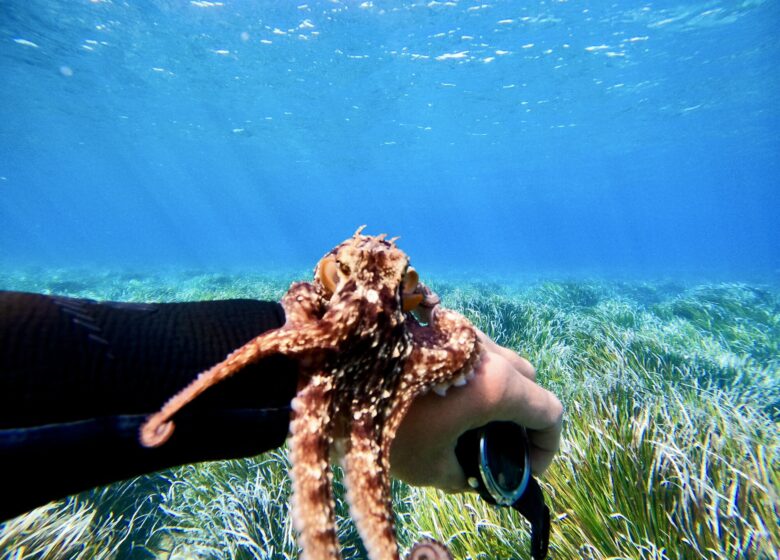 Vitaminsea diving