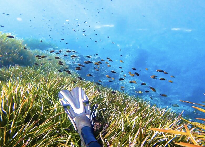 Vitaminsea diving