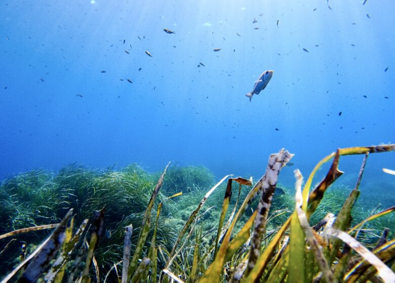 Vitaminsea diving