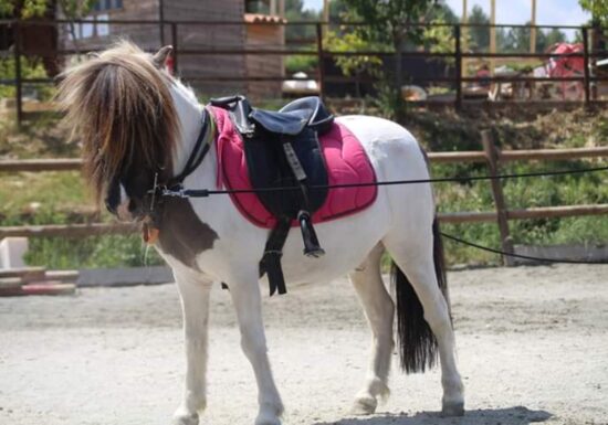 Haras des Villards : Balade à cheval « Le Chant des Oliviers »