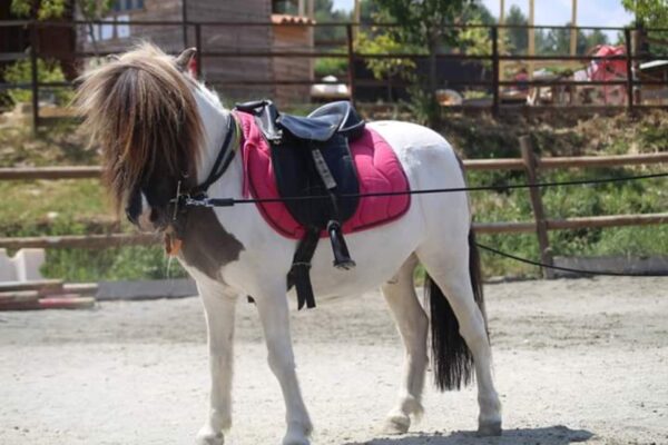 Haras des Villards : Balade à cheval « Le Chant des Oliviers »