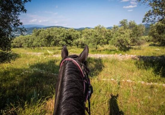 Haras des Villards: Balade demi-journée « Vue mer et montagne »