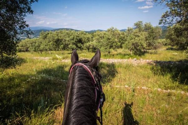 Haras des Villards: Balade demi-journée « Vue mer et montagne »