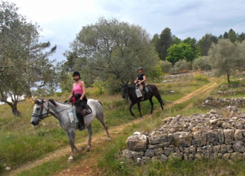 Haras des Villards: Journée détente à cheval/poney