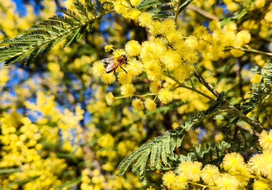 Randonnée sentier du Mimosa