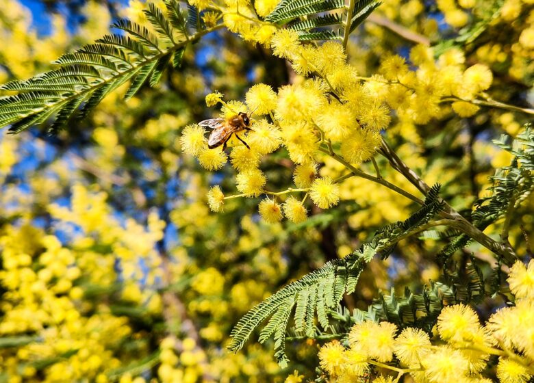 Randonnée sentier du Mimosa