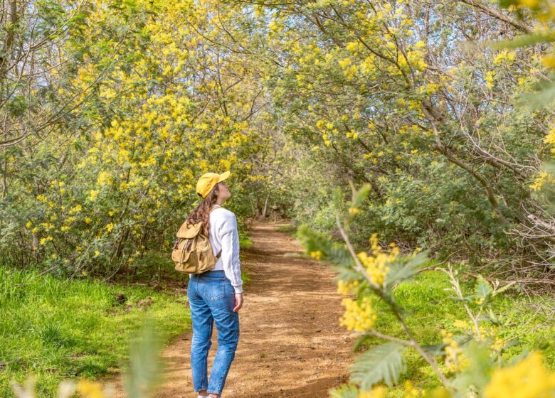 Randonnée sentier du Mimosa
