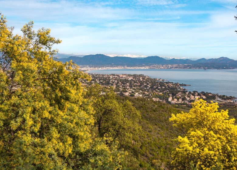 Randonnée sentier du Mimosa