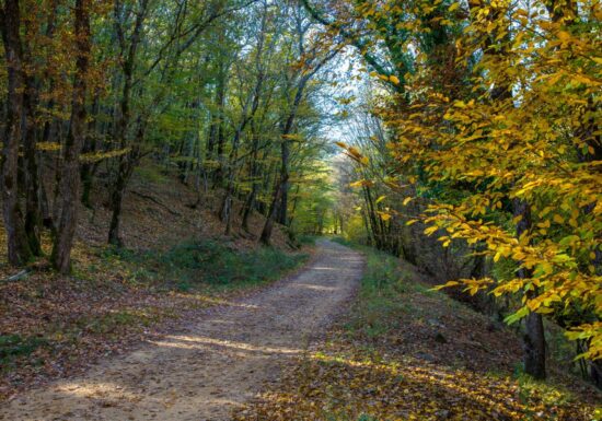 Promenade : La Forêt Royale – Saint-Paul-en-Forêt