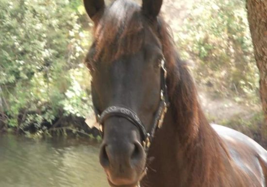 promenade découverte » réserve biologique  » au lac de St Cassien 2h